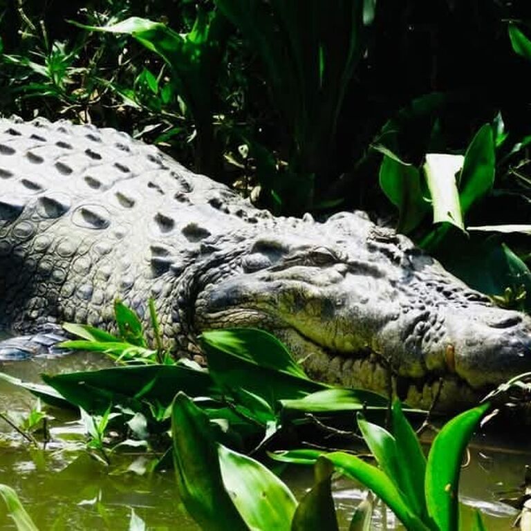 Wild Sumatra Nature