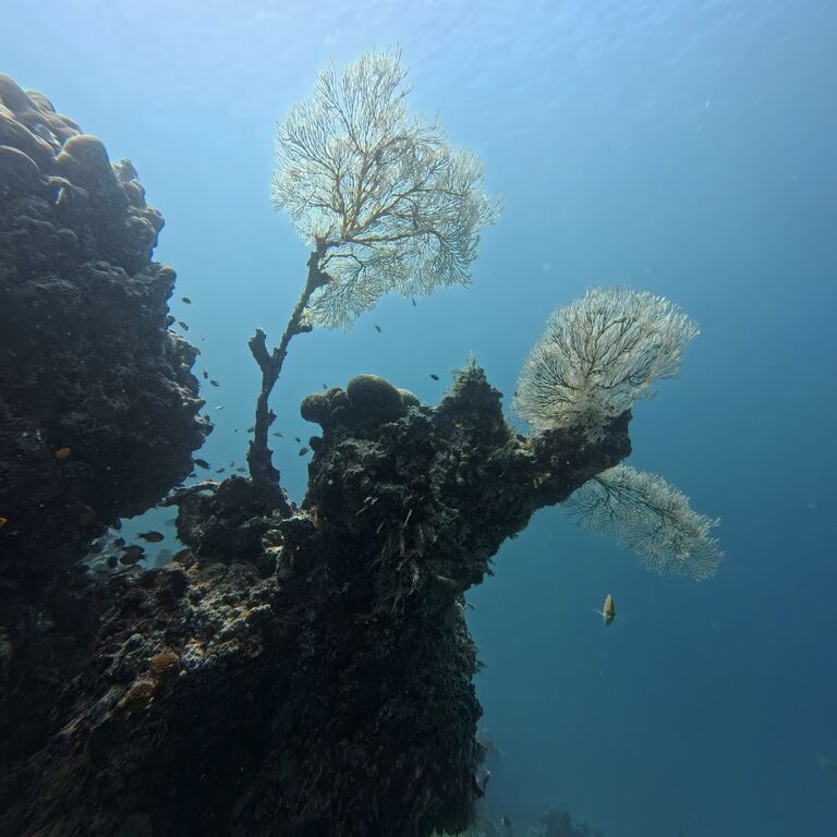 Wild Sumatra Nature