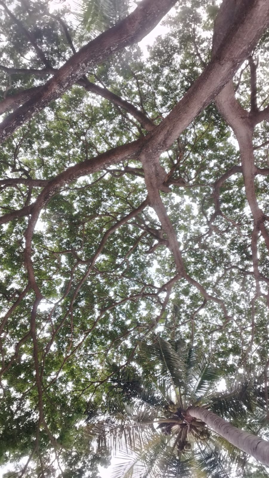 Raintree Garden,Gokulam