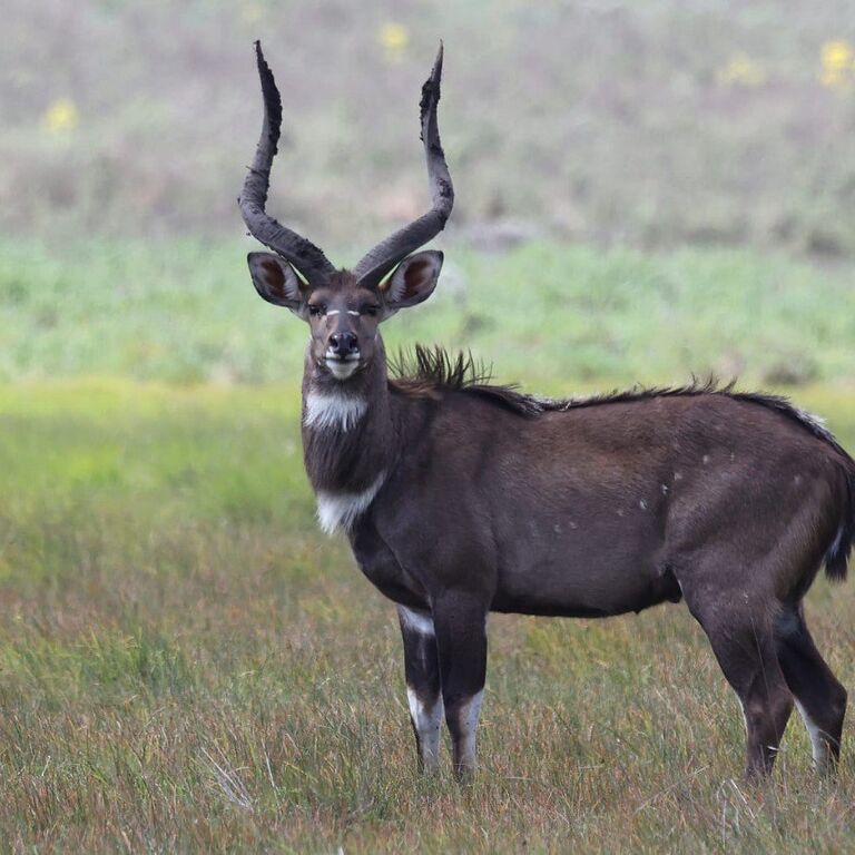 Abdi