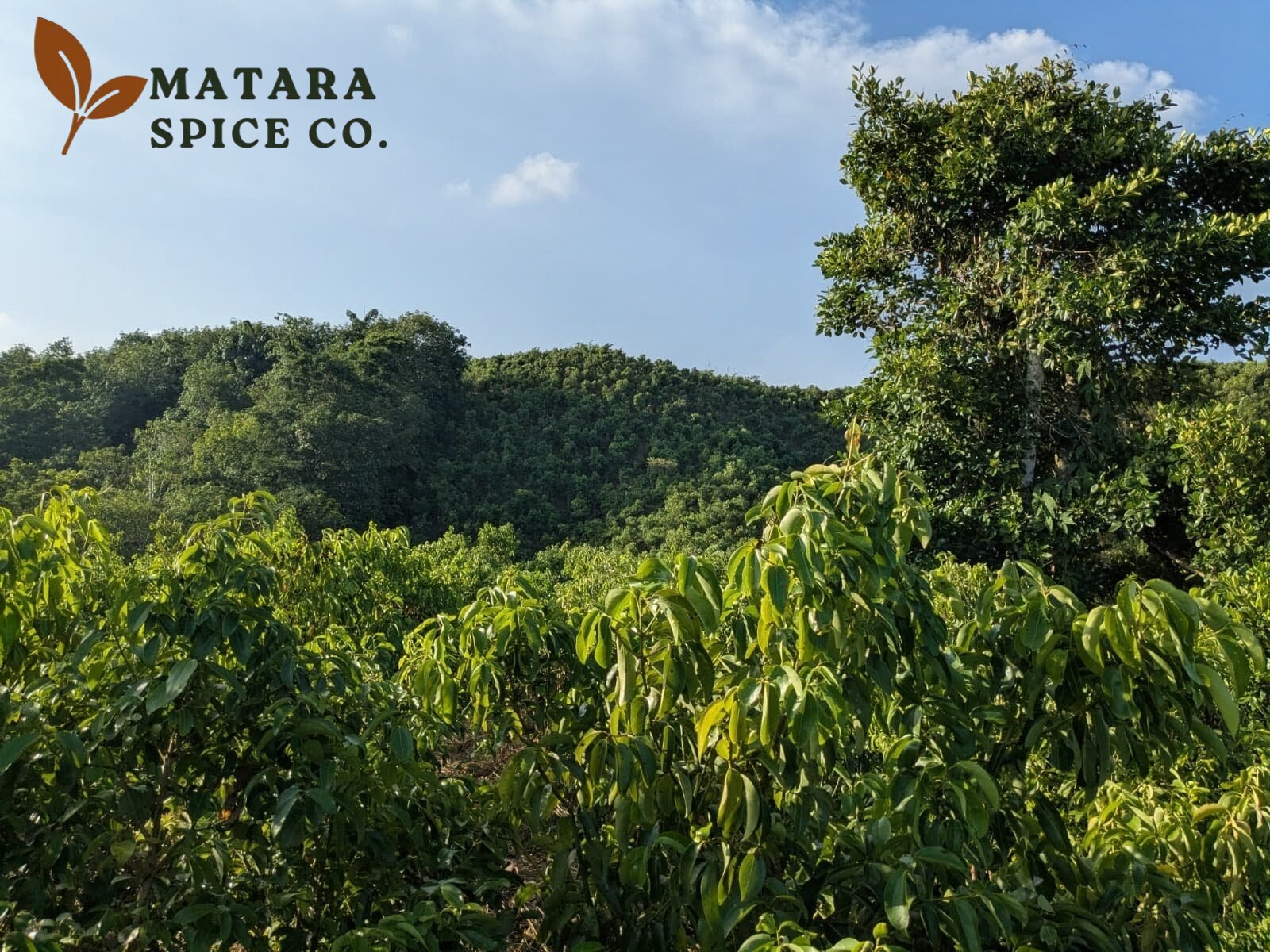 Cinnamon Garden by Matara Spic