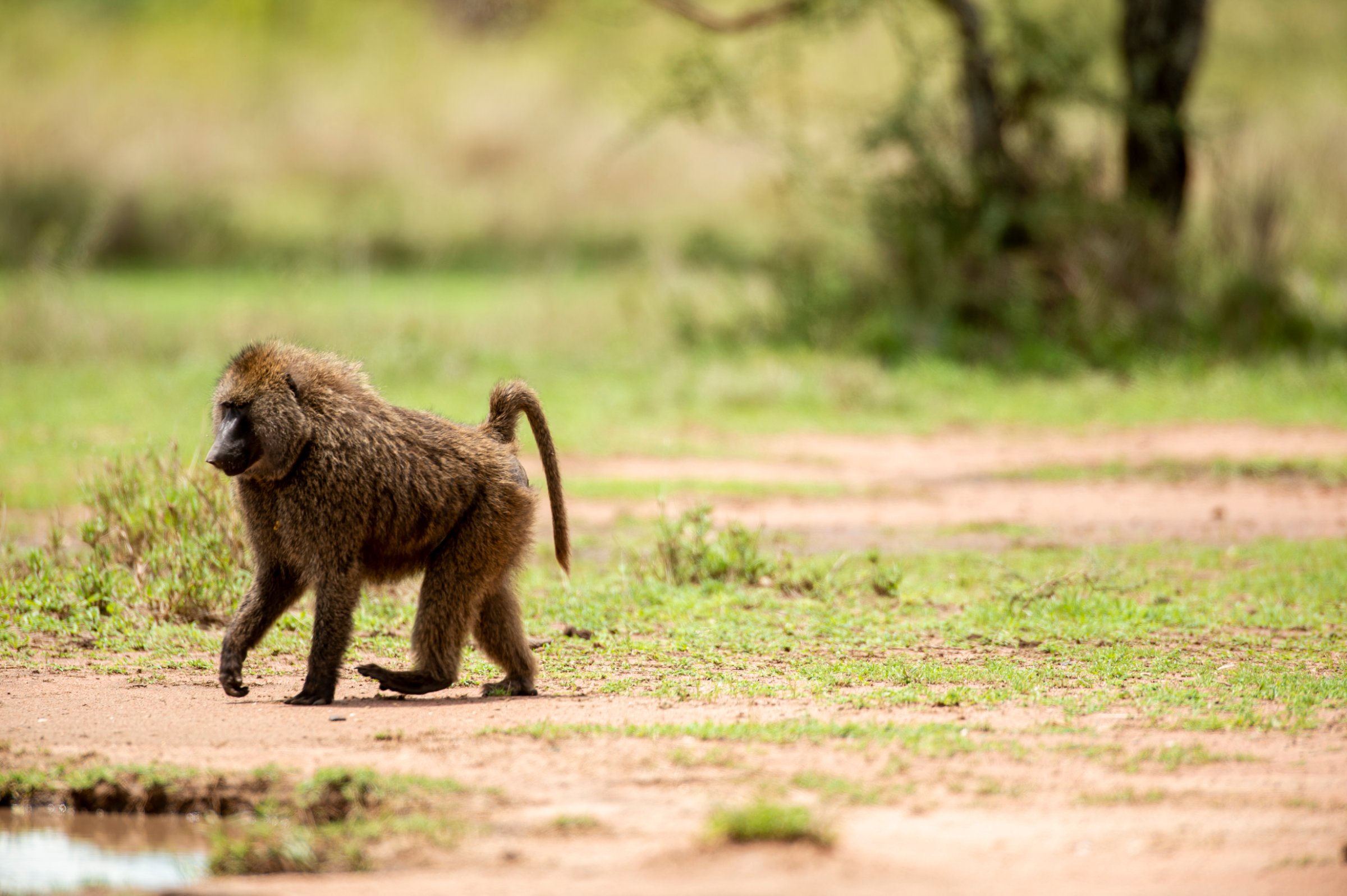 Kilifresh Safaris