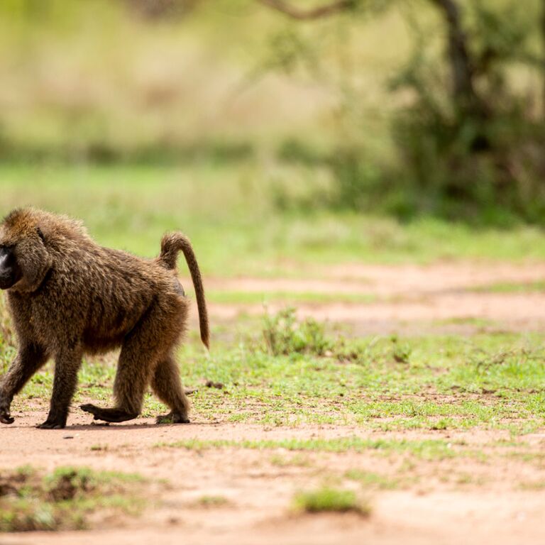 Kilifresh Safaris