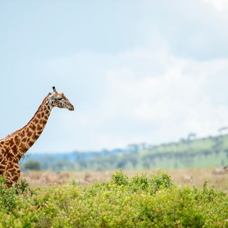 Kilifresh Safaris