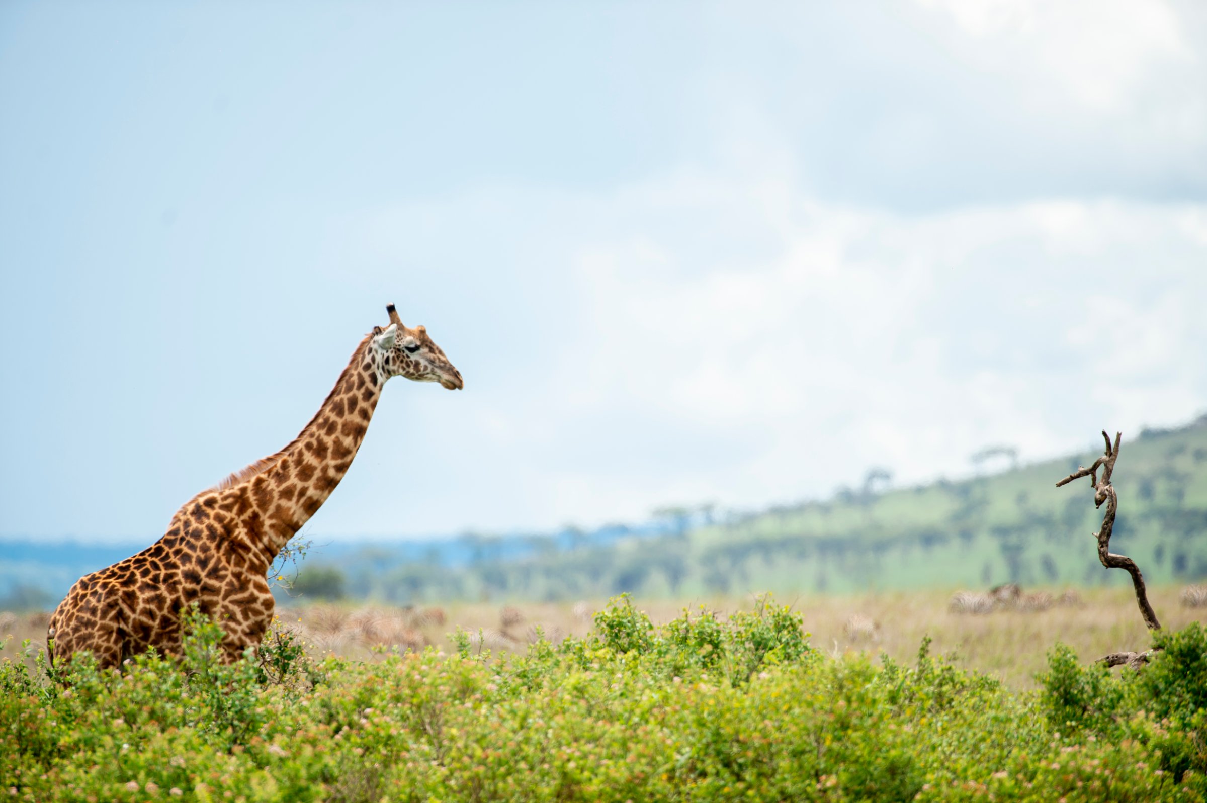 Kilifresh Safaris