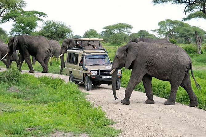Selengen Safaris Ltd
