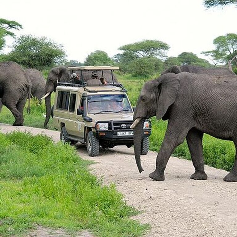 Selengen Safaris Ltd