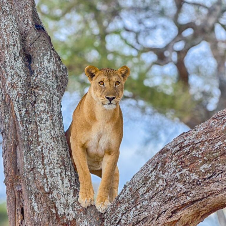 Selengen Safaris Ltd
