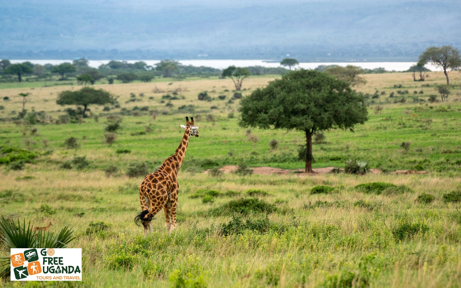 GoFree Uganda Tours and Travel