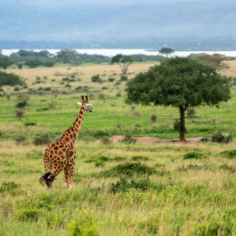 GoFree Uganda Tours and Travel