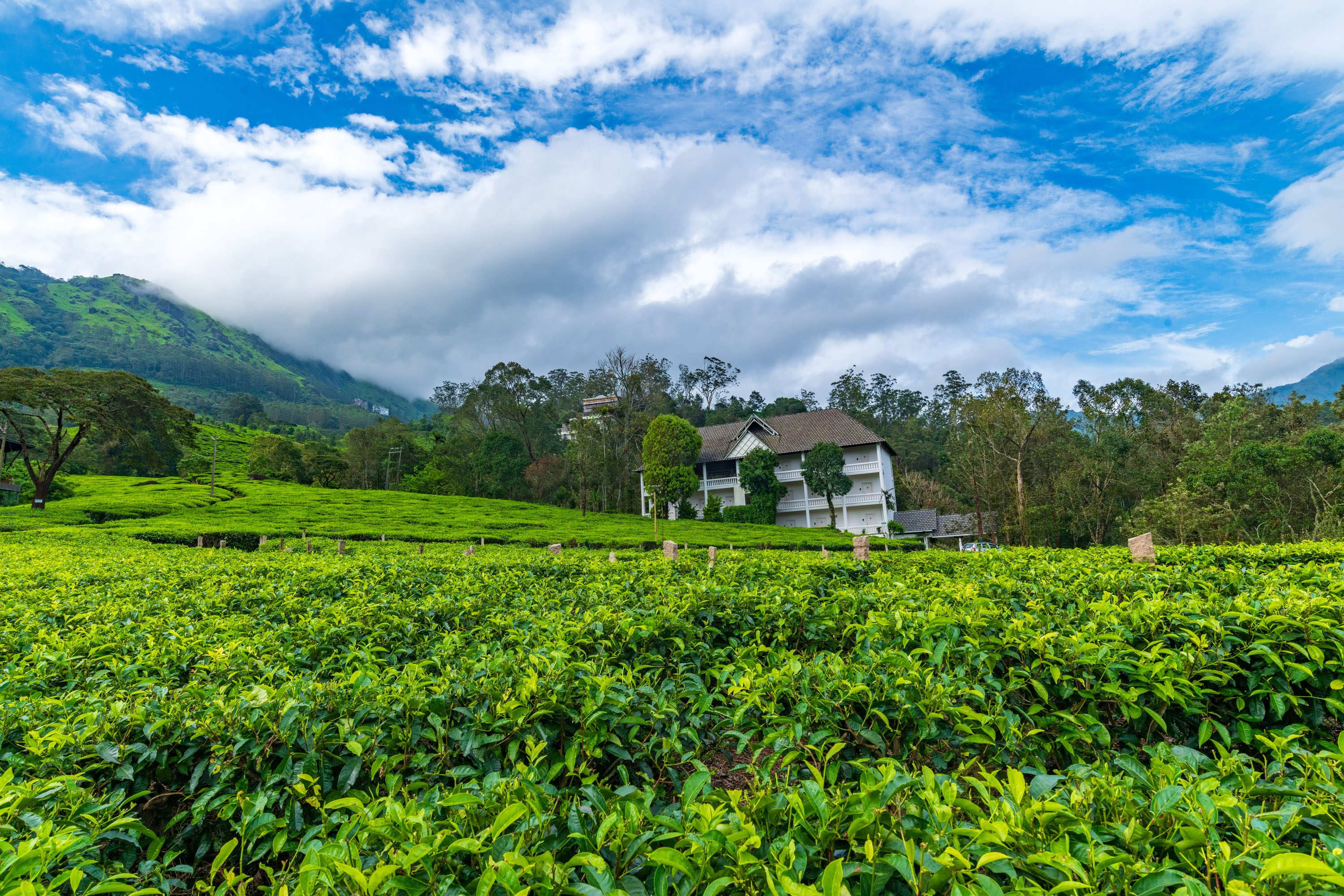 Tea Harvester
