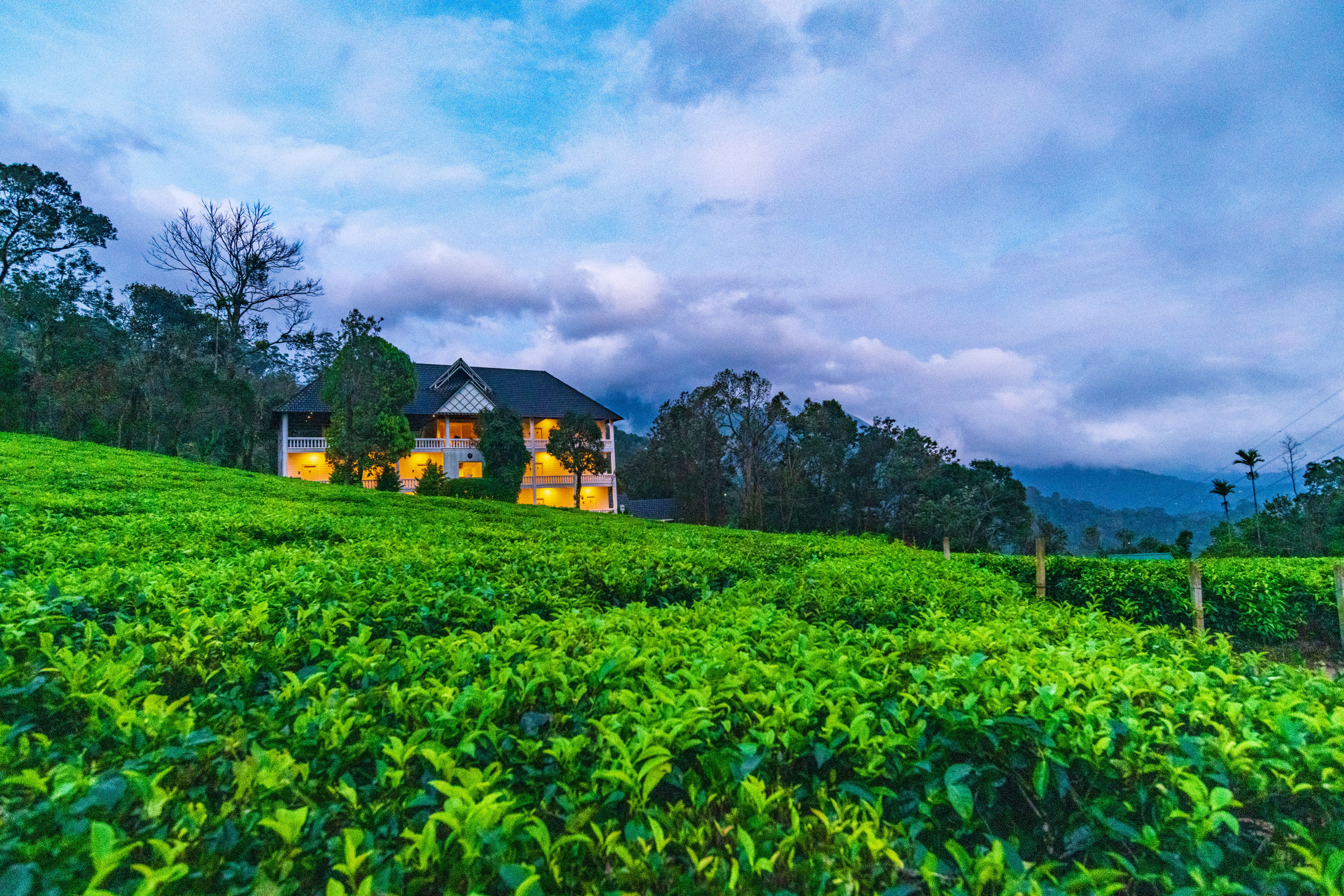 Tea Harvester