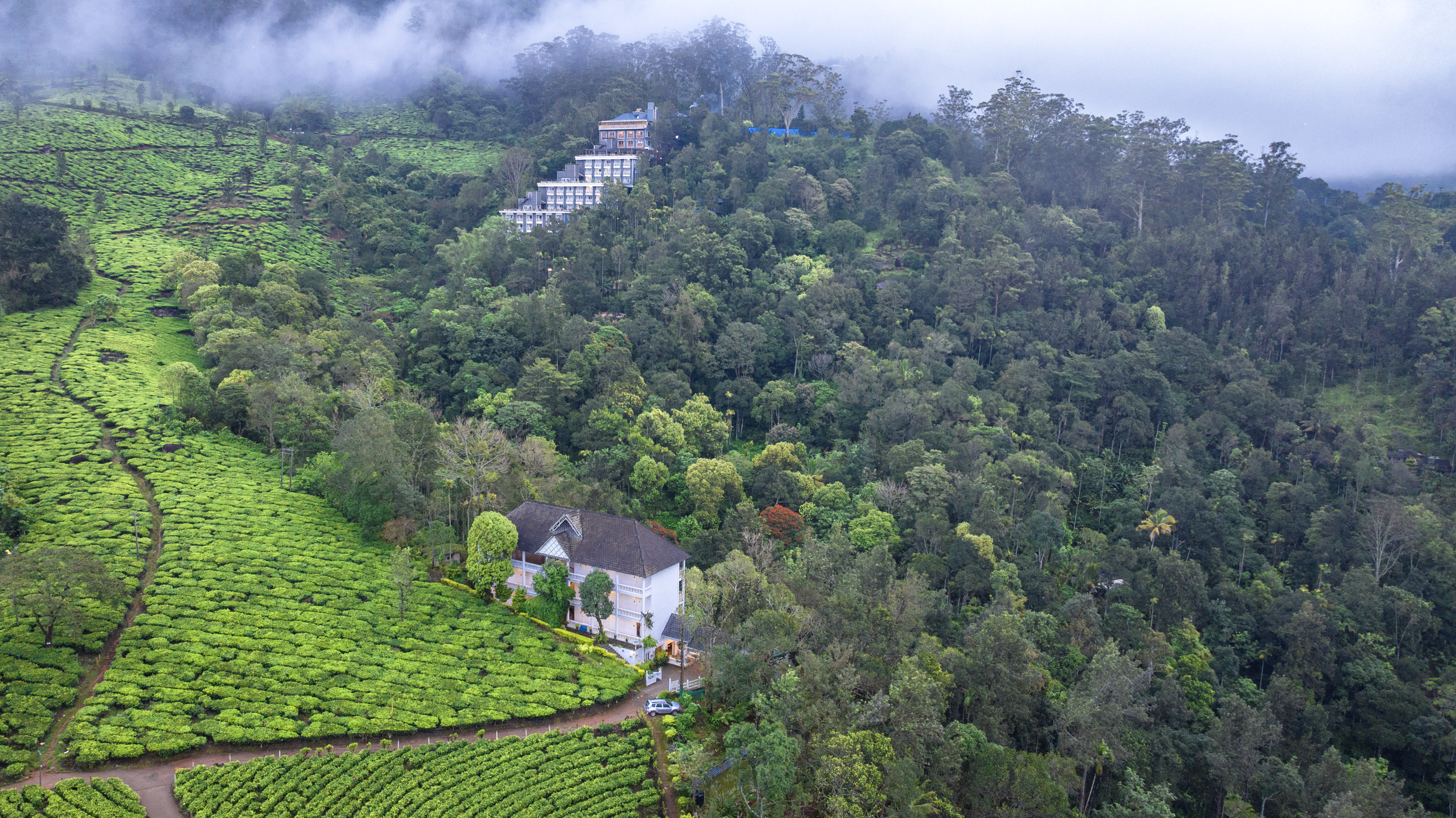 Tea Harvester