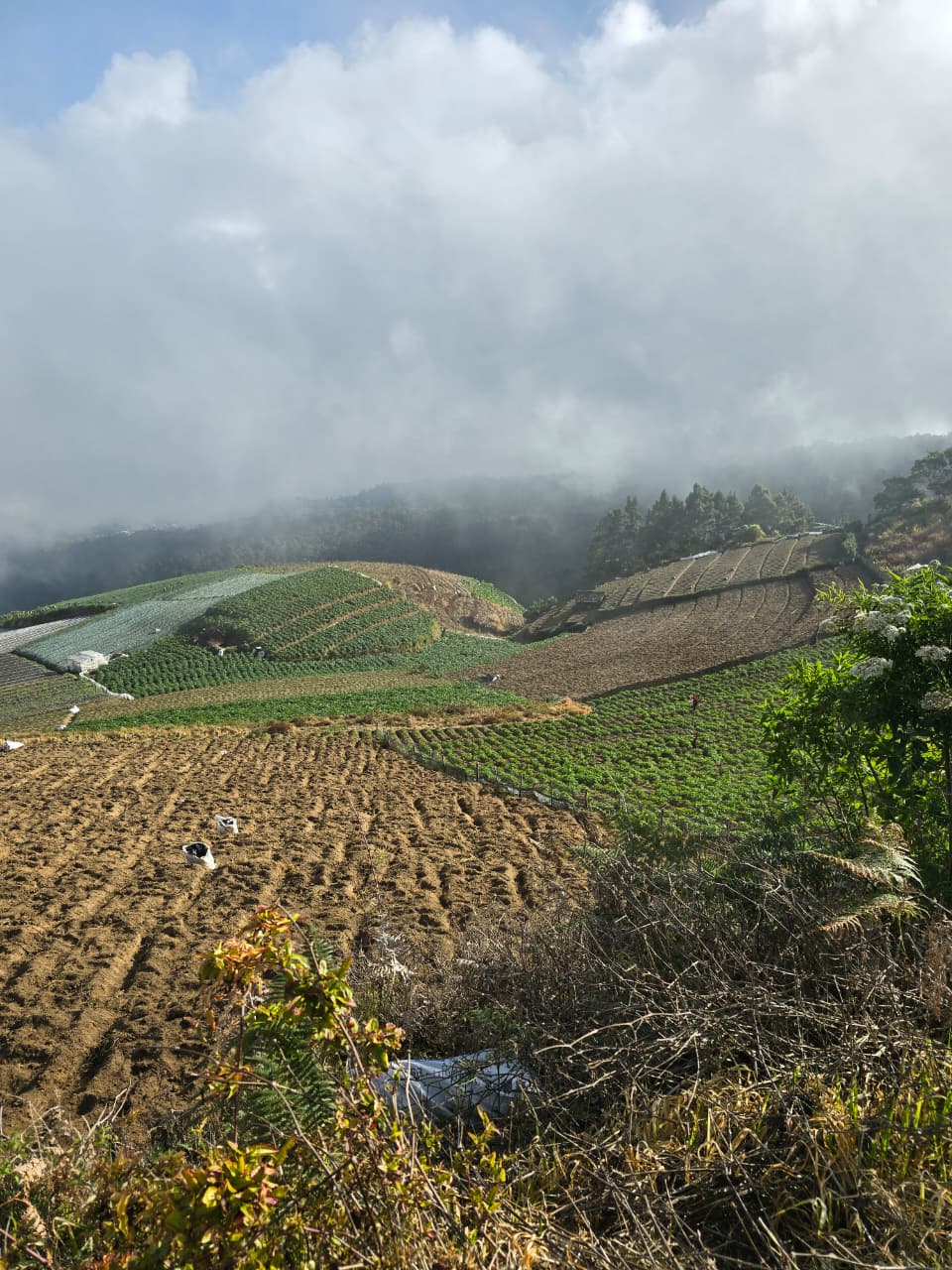 Negeri Sayur Sukomakmur