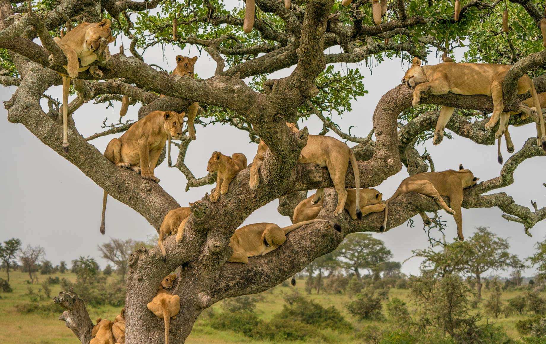 PETIT MAASAI SAFARIS