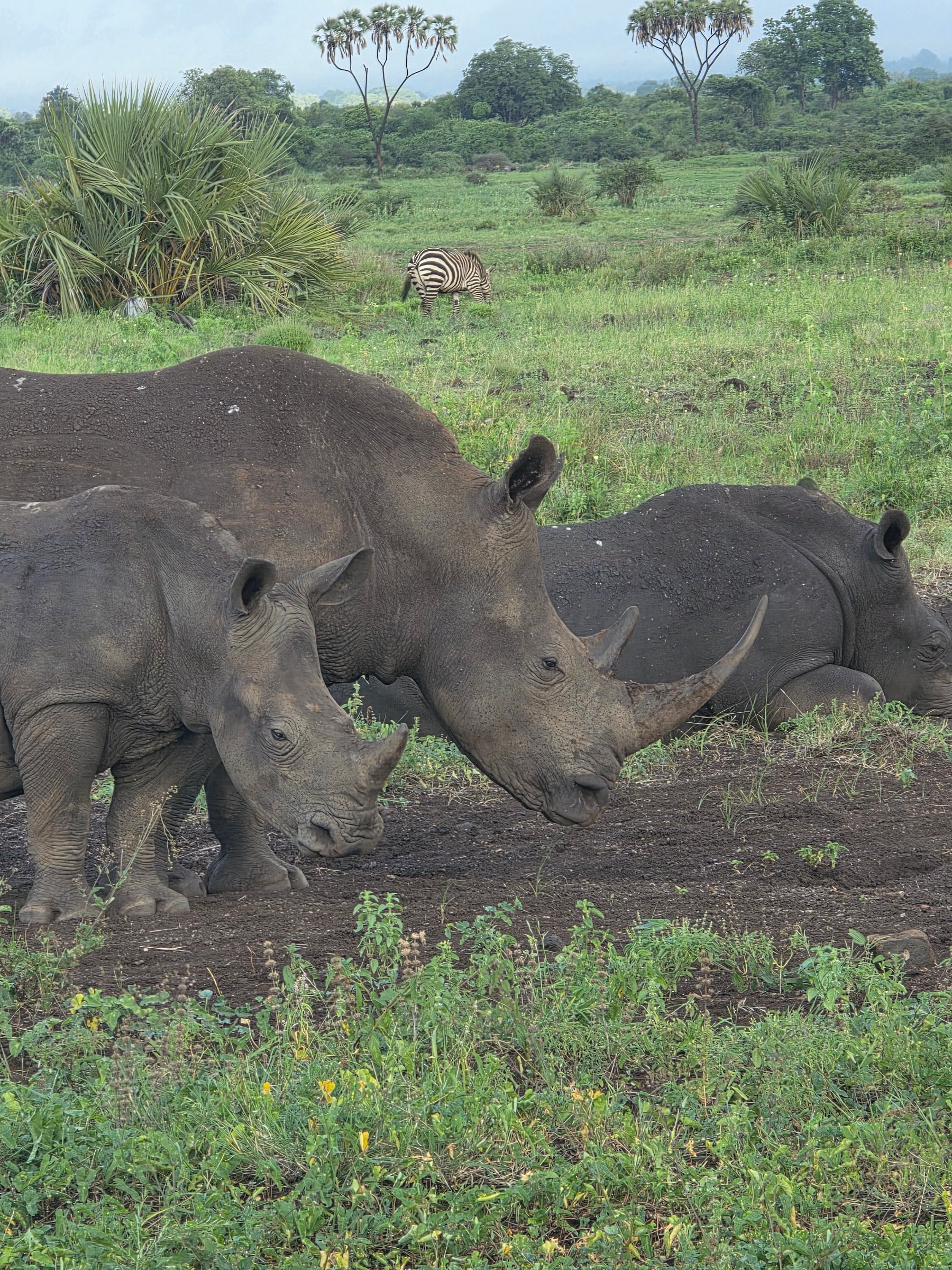 Kenya Safaris Holiday