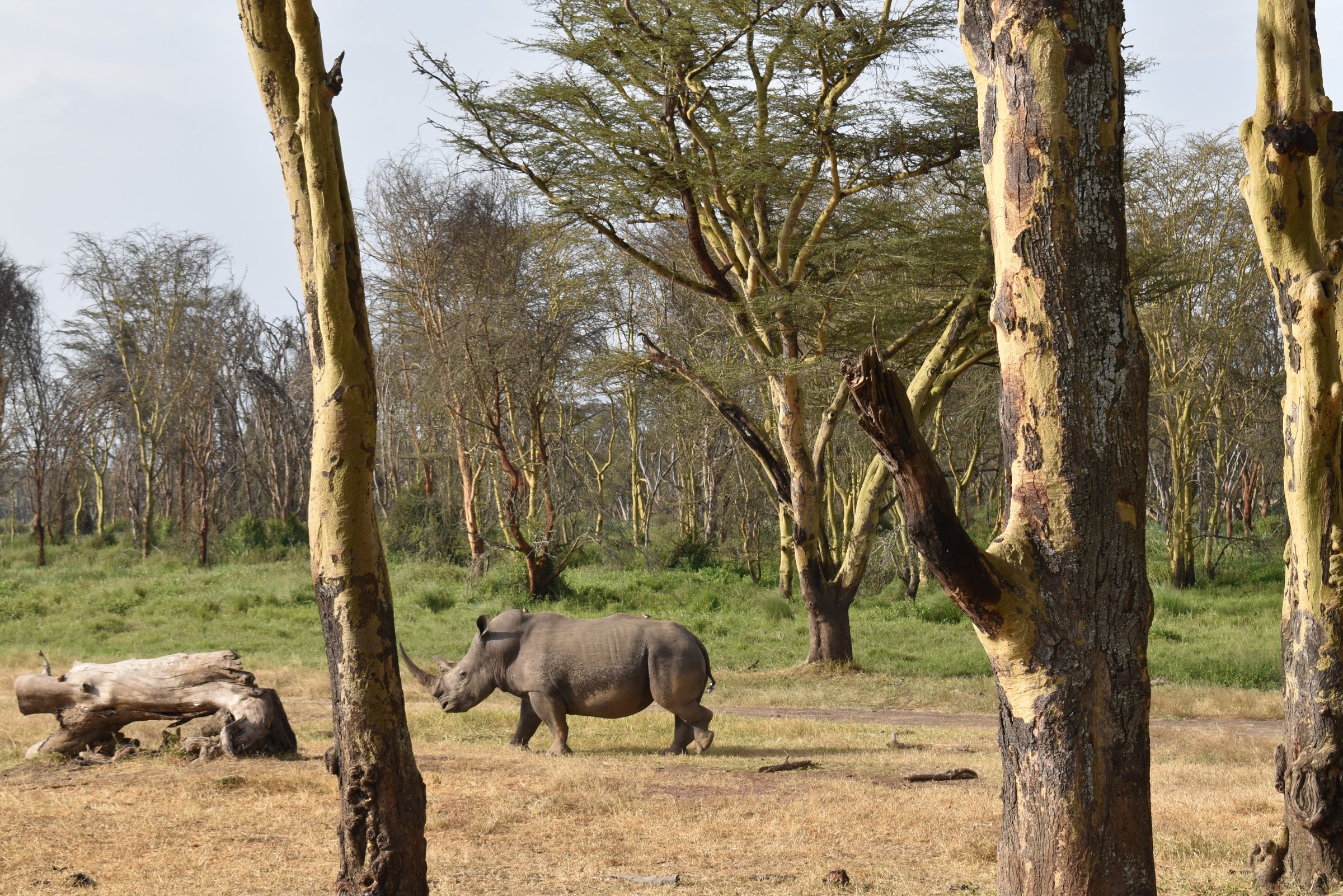 Kenya Safaris Holiday