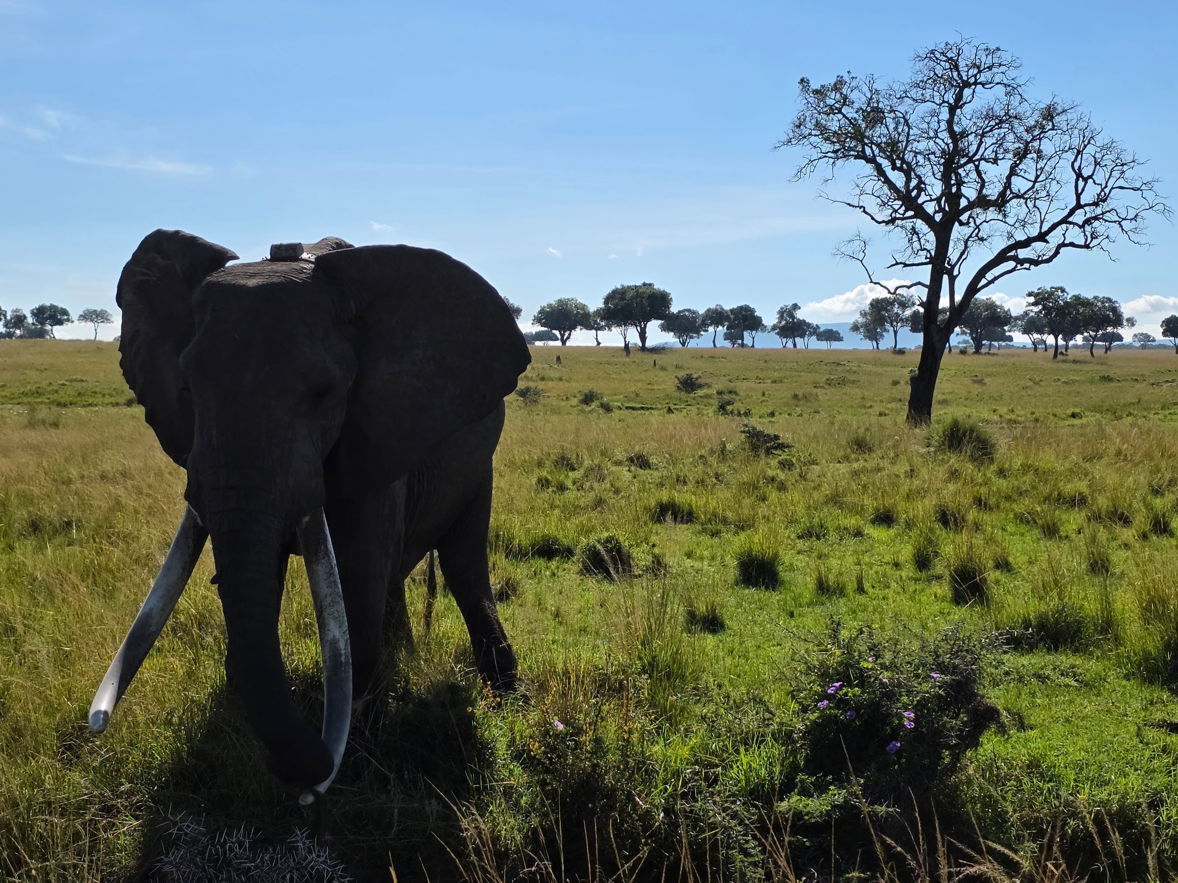Kenya Safaris Holiday