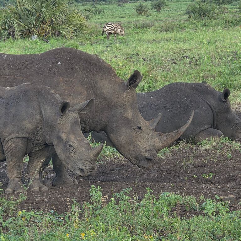 Kenya Safaris Holiday