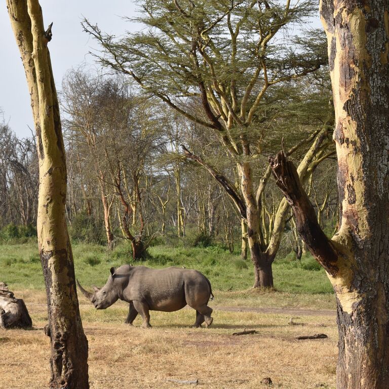 Kenya Safaris Holiday