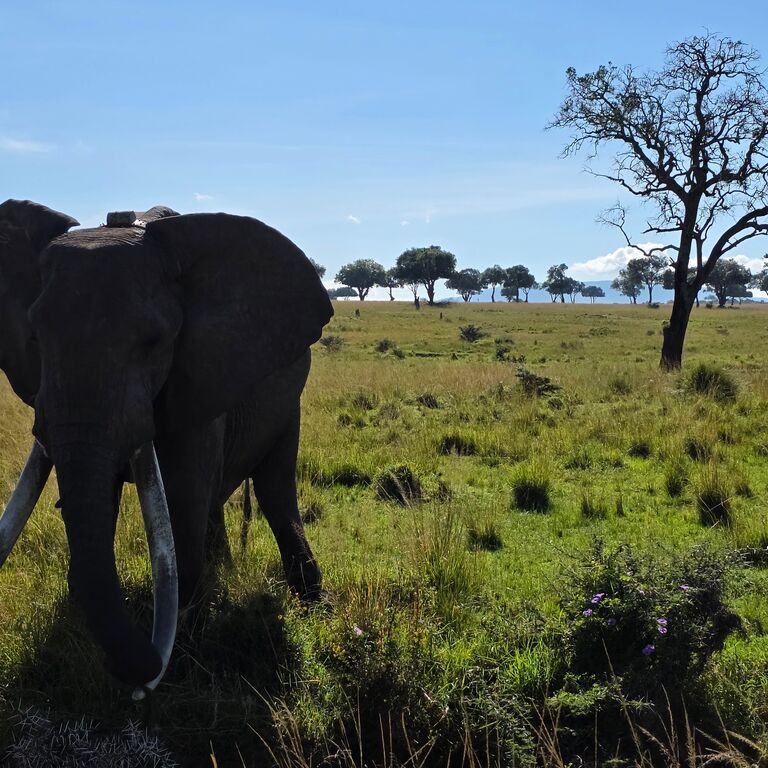 Kenya Safaris Holiday