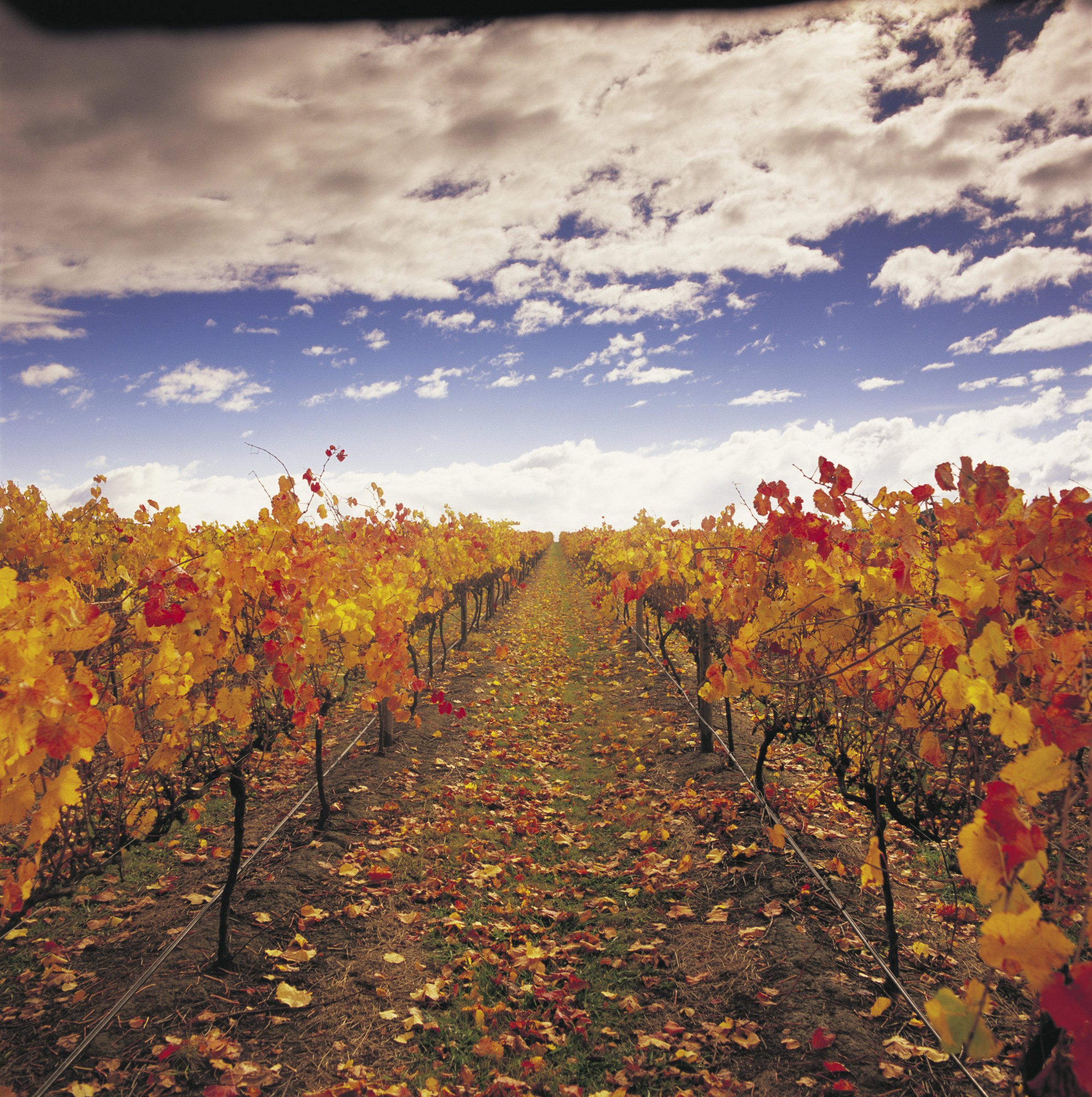 Vinetrekker