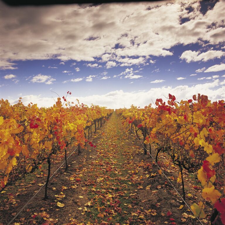 Vinetrekker