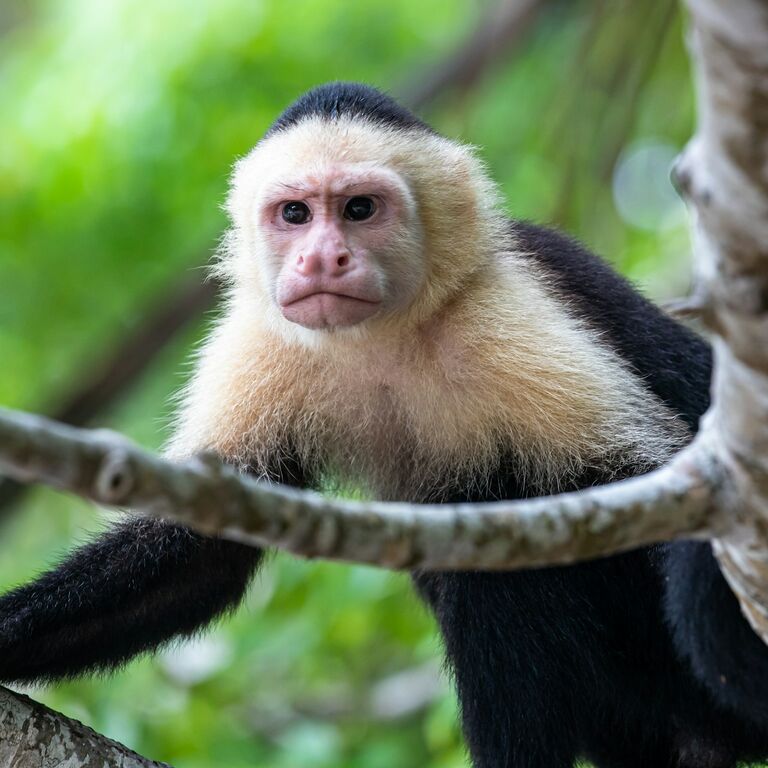 Wonders Costa Rica Tours