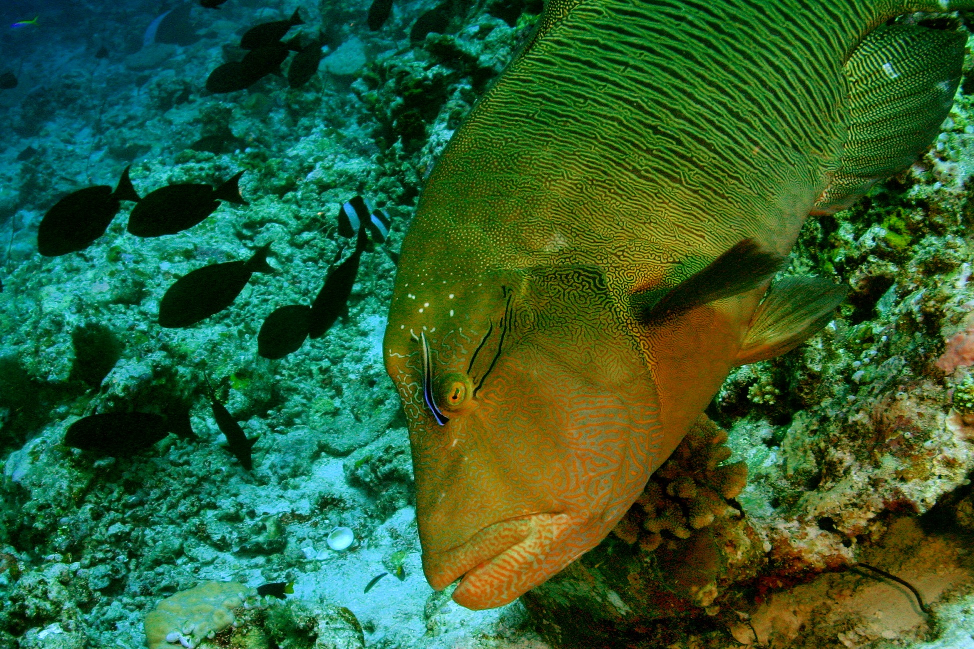Maldives Passions Dive School