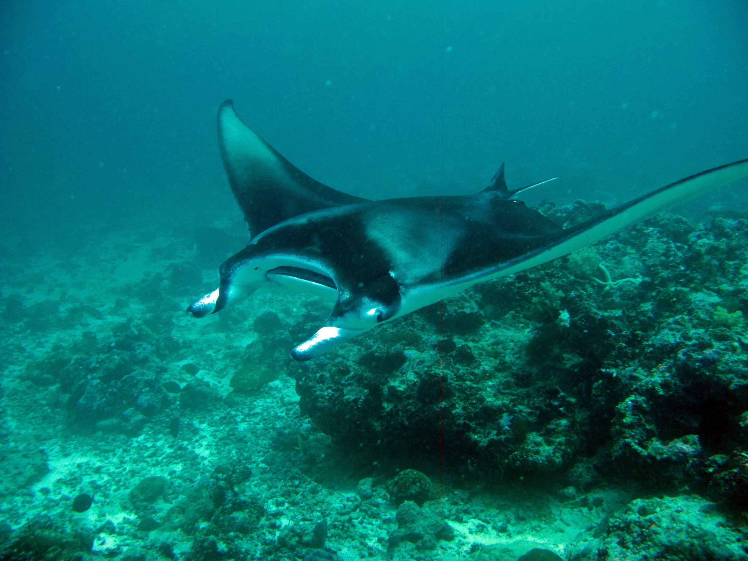 Maldives Passions Dive School