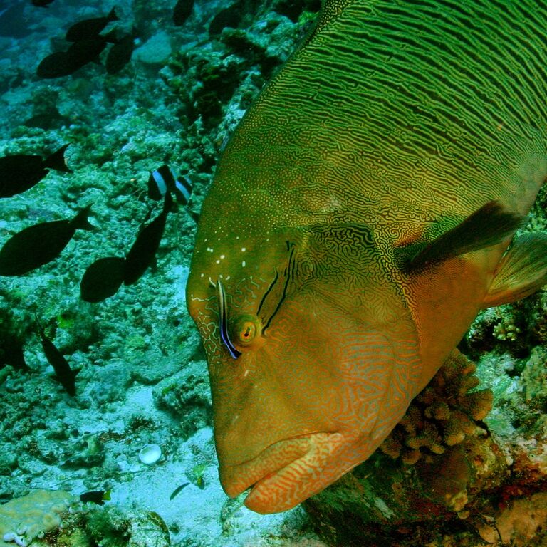 Maldives Passions Dive School