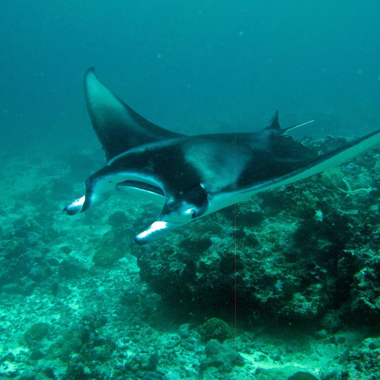 Maldives Passions Dive School