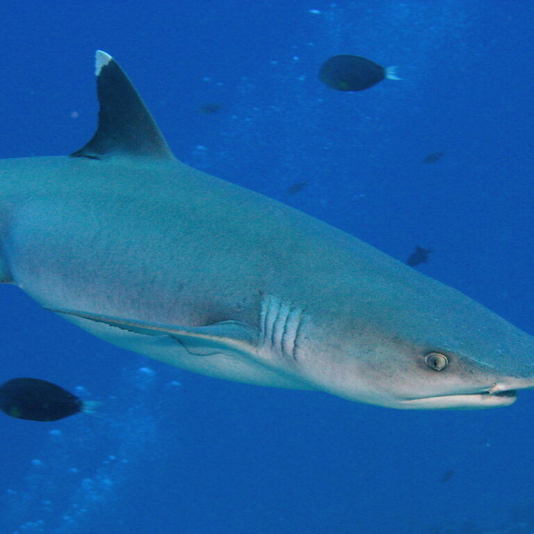 Maldives Passions Dive School