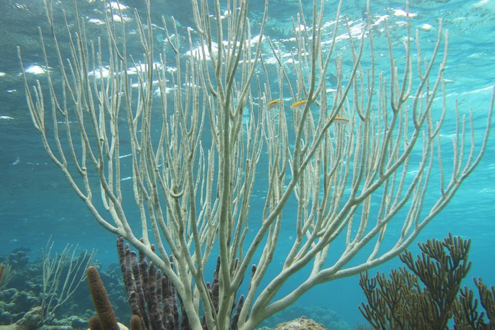 Captain Bryans Sail & Snorkel