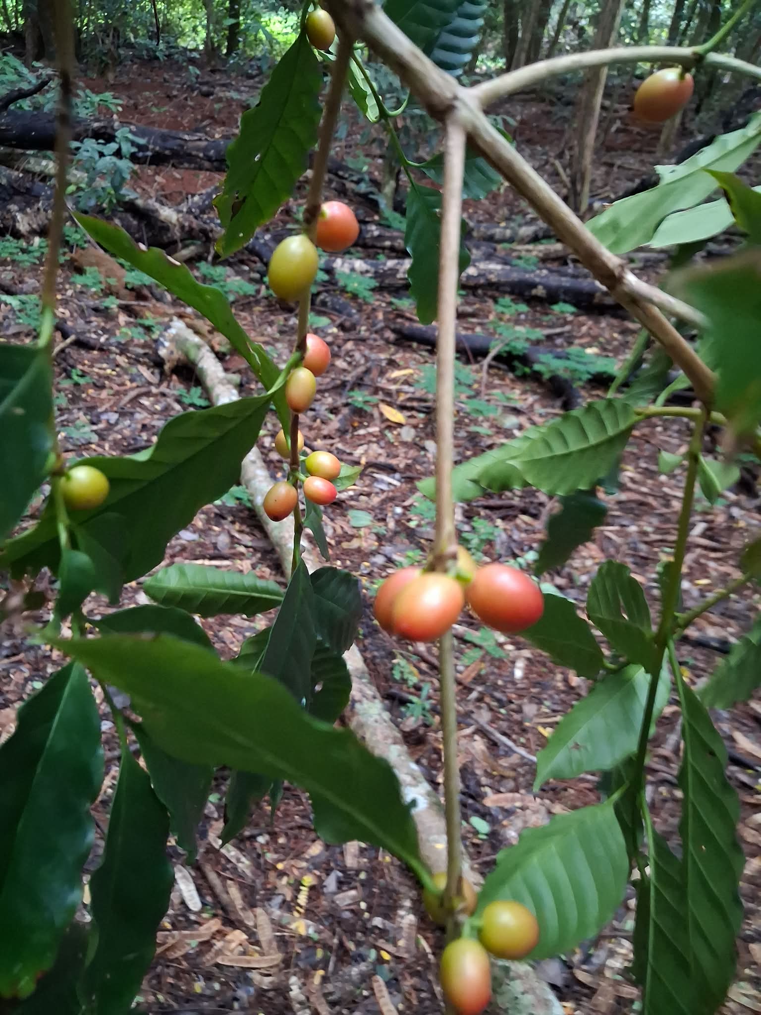 Atiu Island Coffee tour