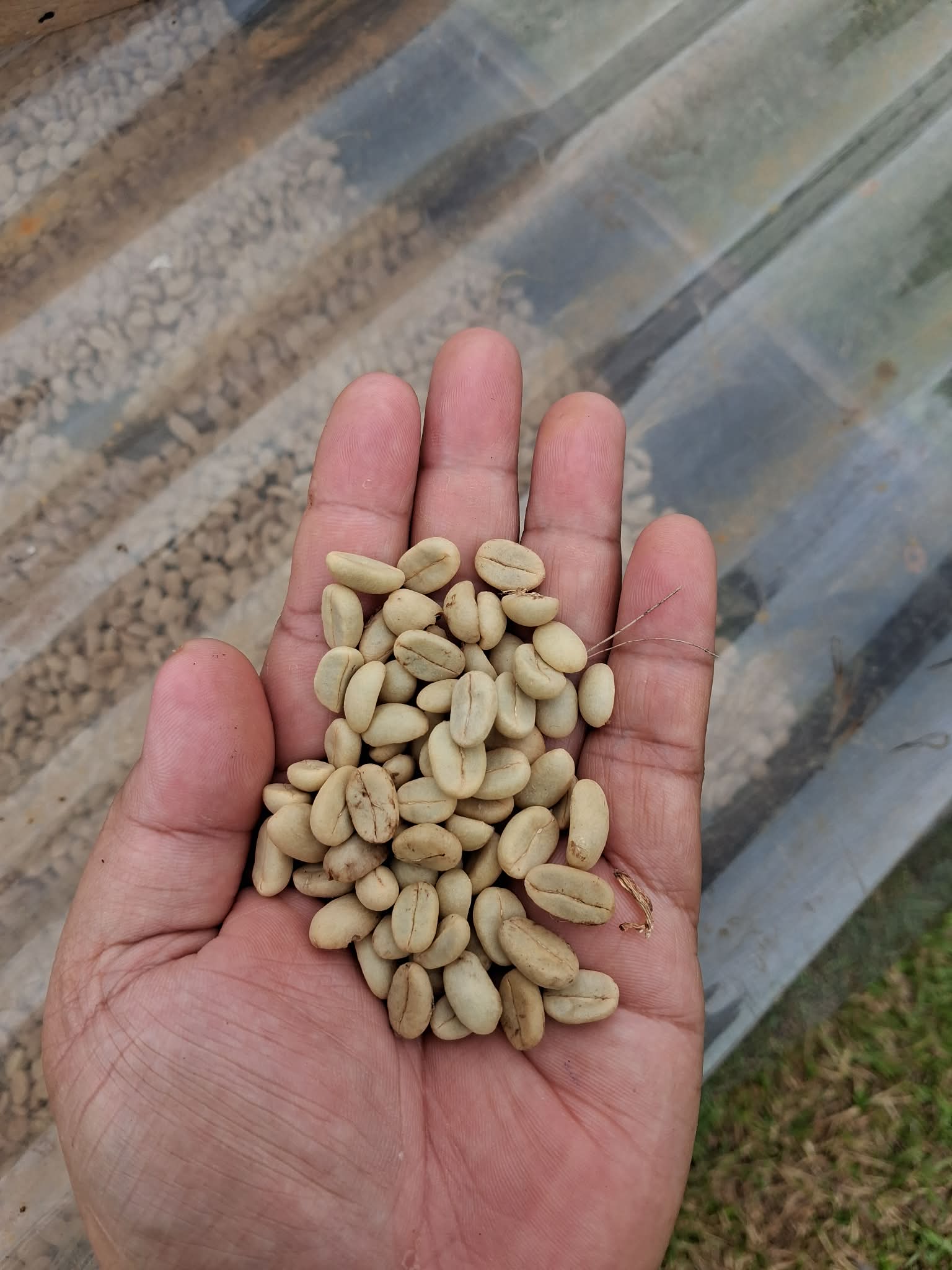 Atiu Island Coffee tour