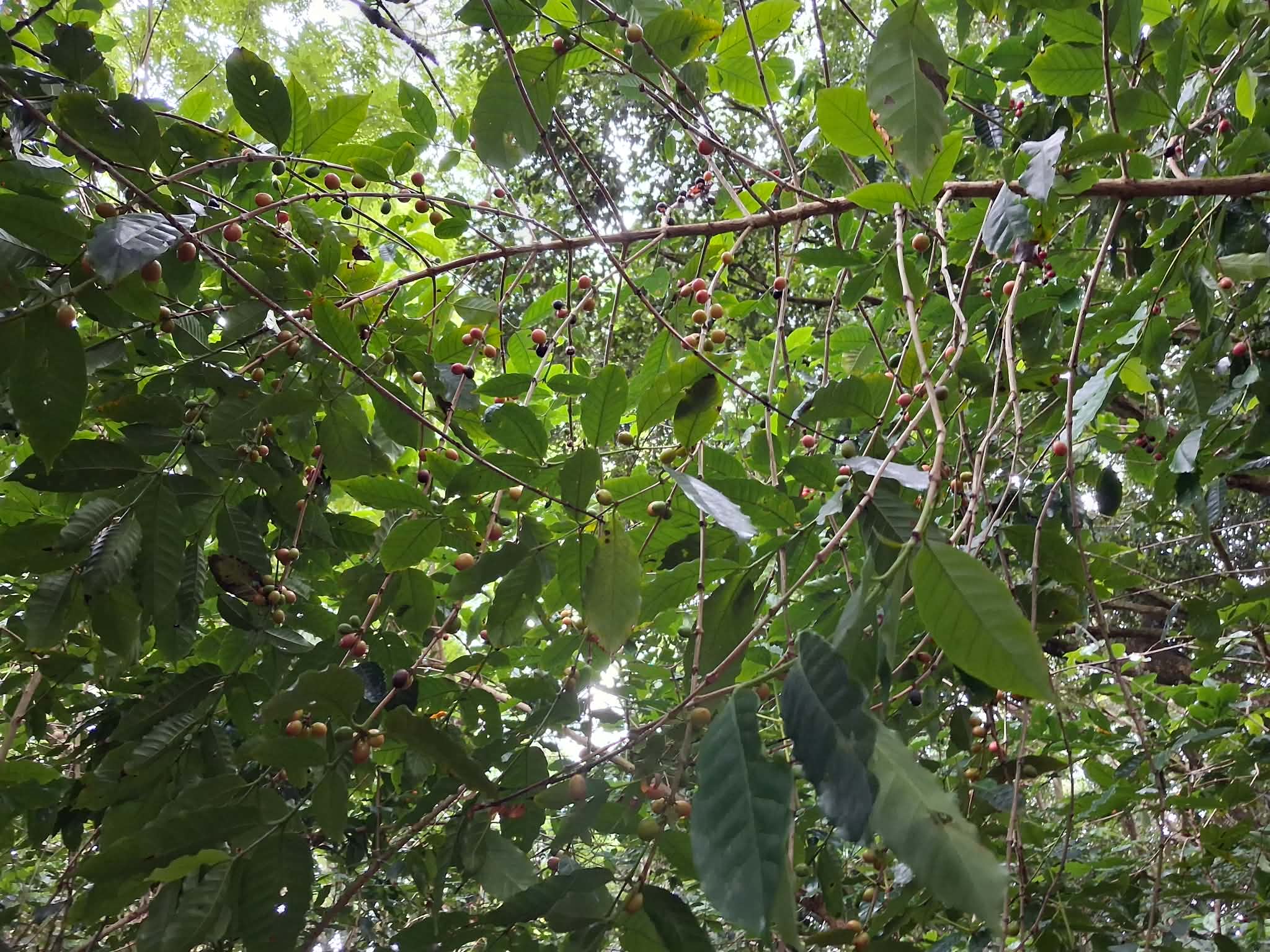 Atiu Island Coffee tour