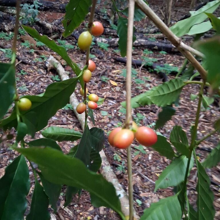 Atiu Island Coffee tour