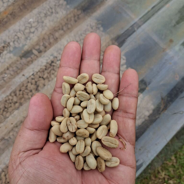 Atiu Island Coffee tour