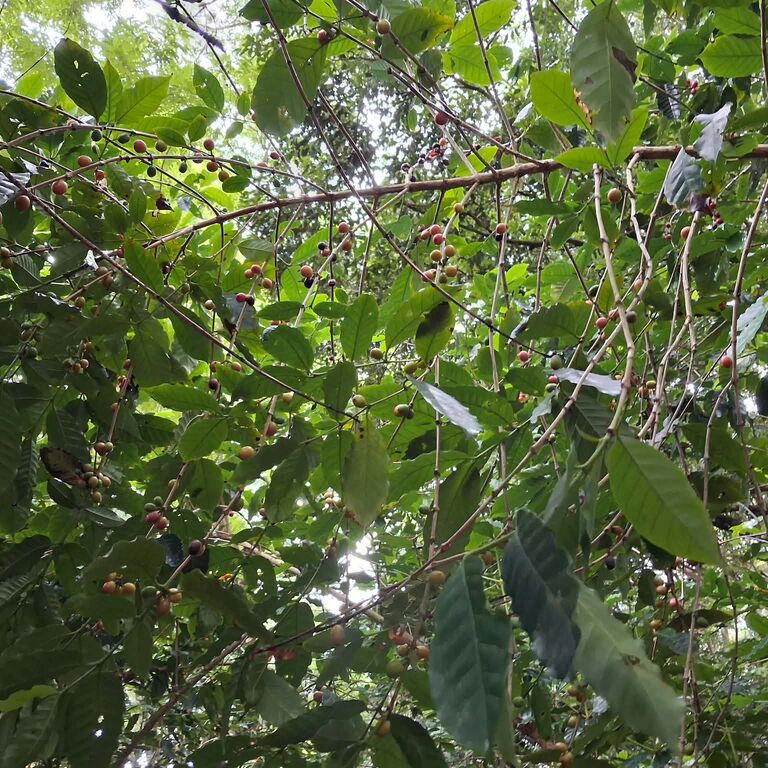 Atiu Island Coffee tour