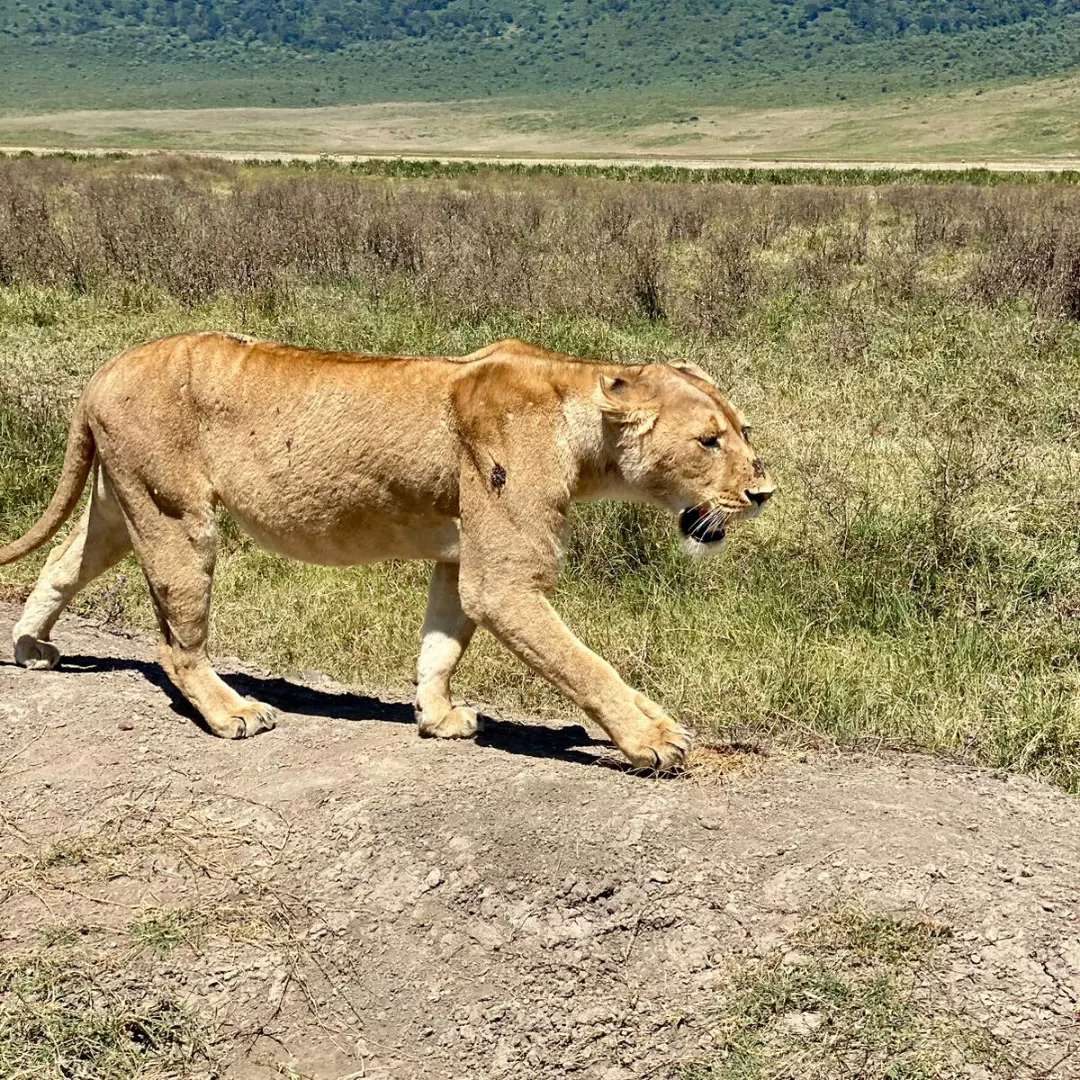 Tanzania Safari Rafiki