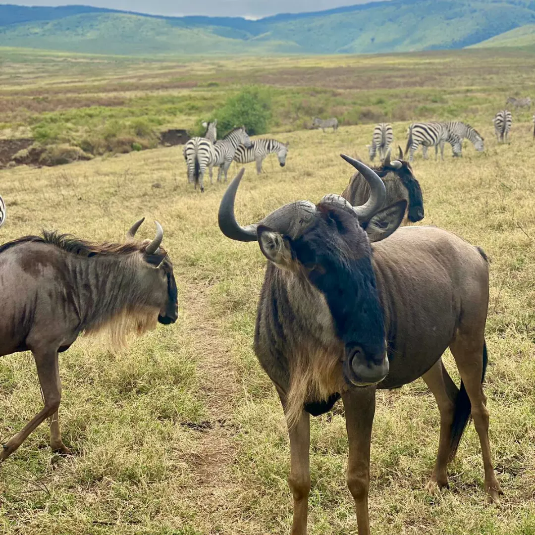 Tanzania Safari Rafiki