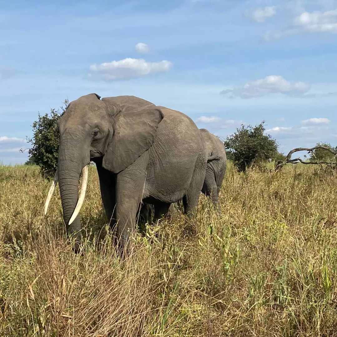 Tanzania Safari Rafiki