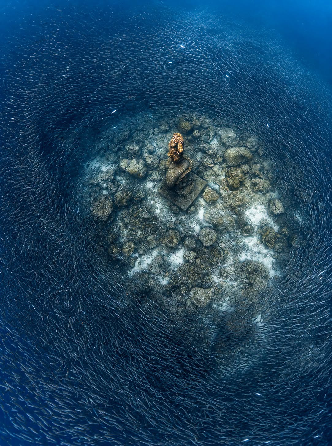 Freediving Planet Moalboal