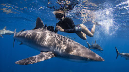 cabo shark dive
