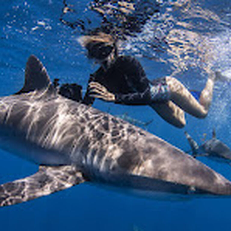 cabo shark dive