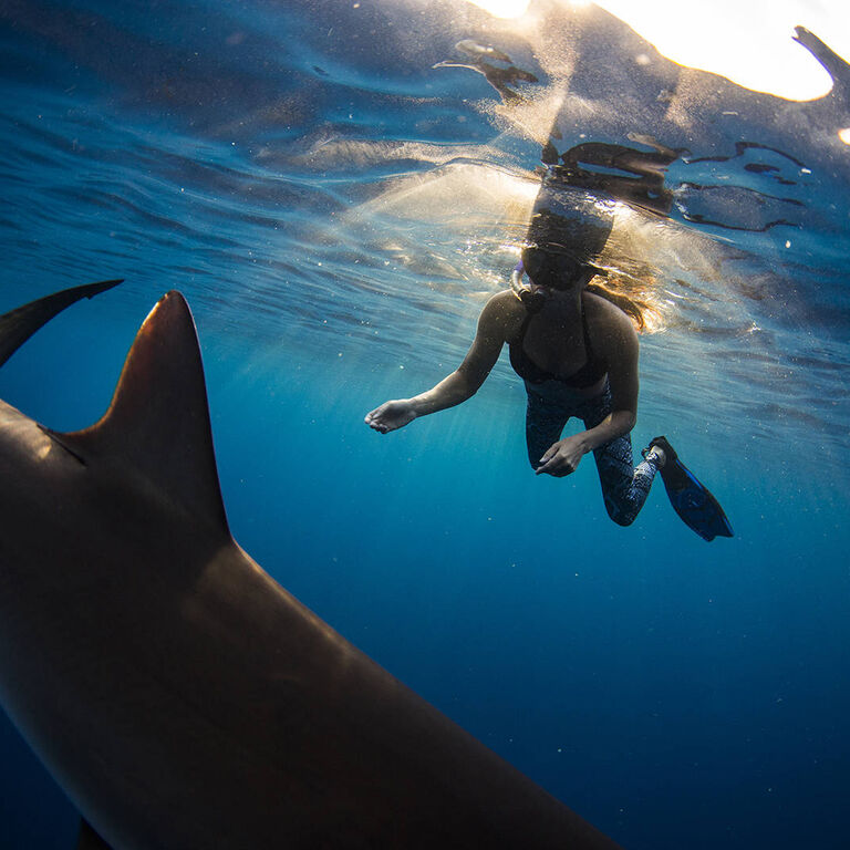 cabo shark dive