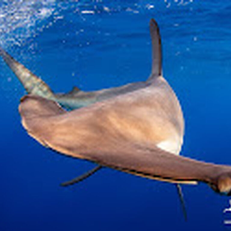 cabo shark dive