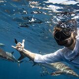 cabo shark dive