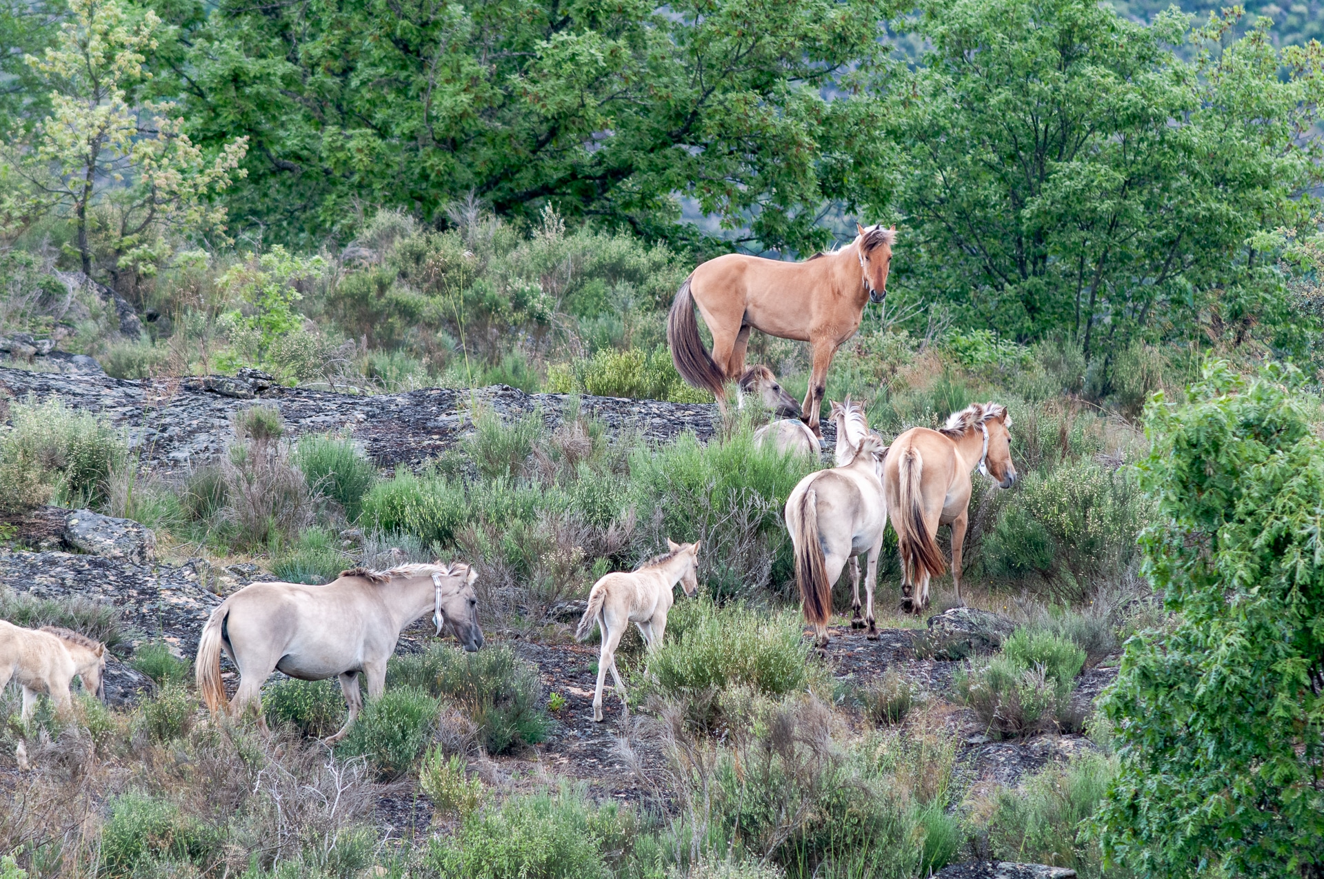 Wildlife Portugal